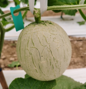 [网纹瓜批发]广州乡丰农业日本阿鲁斯网纹瓜种植基地直供,可贴牌包装