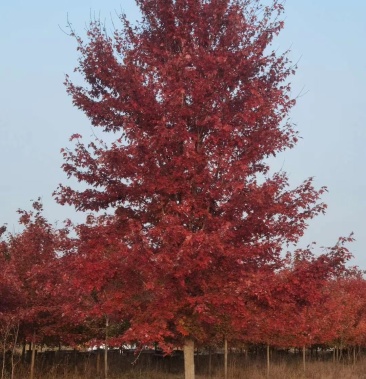 美国红枫,红冠,树形优美,冠幅漂亮,无病虫害,欢迎实地看