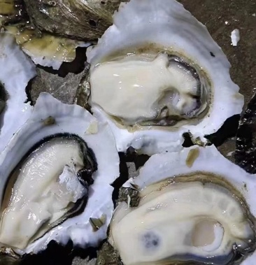 广东白蚝脆蚝生蚝加工半壳生蚝全壳烧烤生蚝