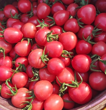 寿光基地现摘圣女果贝贝小柿子