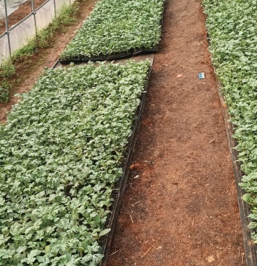 大量西瓜嫁接苗直生苗品种齐全欢迎选购