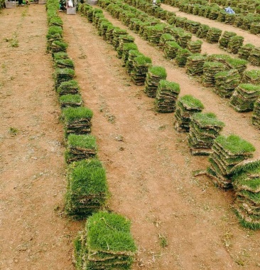大量优质精品马尼拉台湾草块草卷