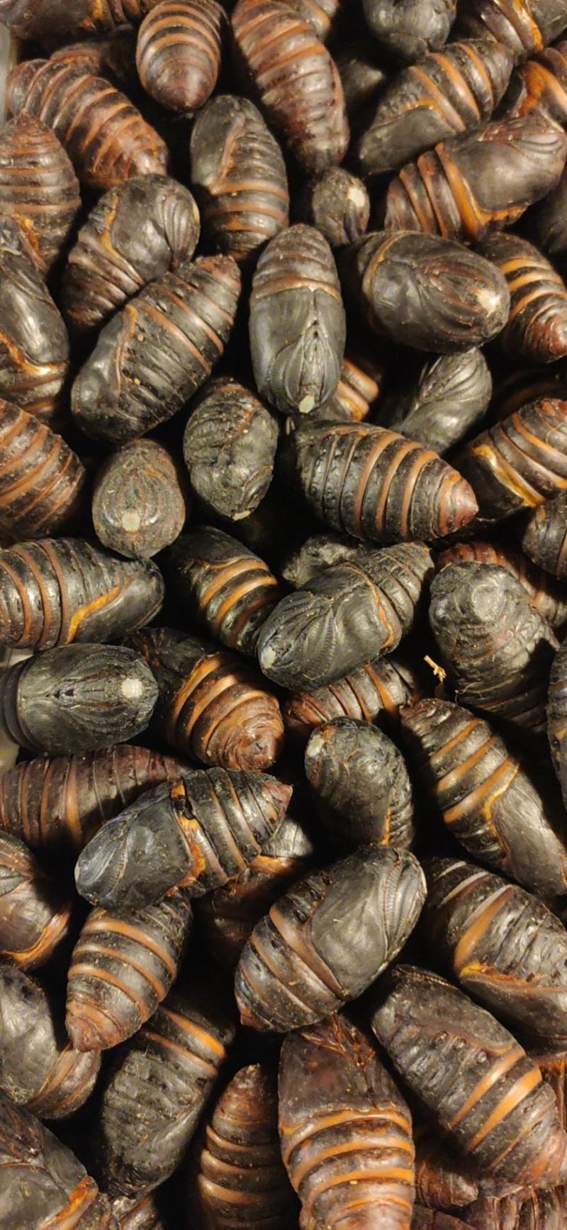 蚕蛹柞蚕蛹雄蚕蛾小神仙出售