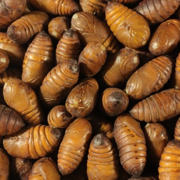 蚕蛹柞蚕蛹雄蚕蛾小神仙出售