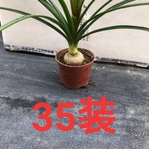 酒瓶兰