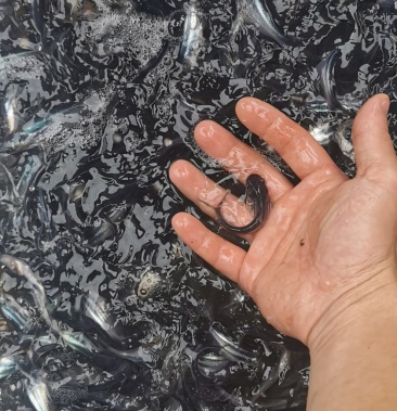 巴沙鱼蒙鱼量大从优可送货发货免费提供养殖技术