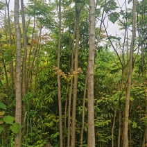 低价出售栾树，树干直，树型好