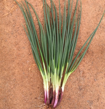 小葱 黑葱红葱白葱产地直供一手货源无中间商赚差价实力代办