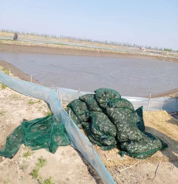 盘锦蟹苗自己家的蟹田苗