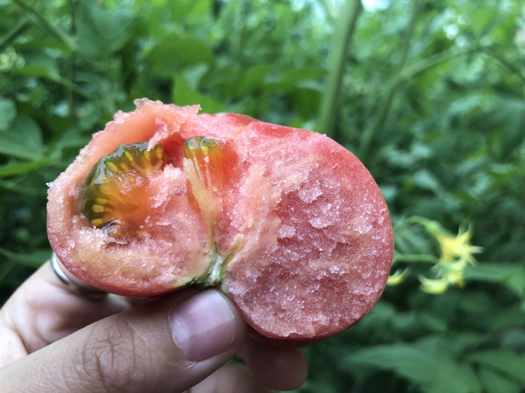 展示一颗成熟普罗旺斯沙瓤番茄的切面,果肉细腻,籽粒分明,呈现出沙瓤质地 普罗旺斯沙瓤番茄特写
