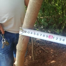 清香木袋苗(地租到期。腾地处理。低价甩卖。占地苗价格)