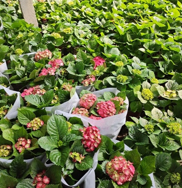 山东省青州市八仙花基地供应无尽夏绣球花基地绣球生产基地