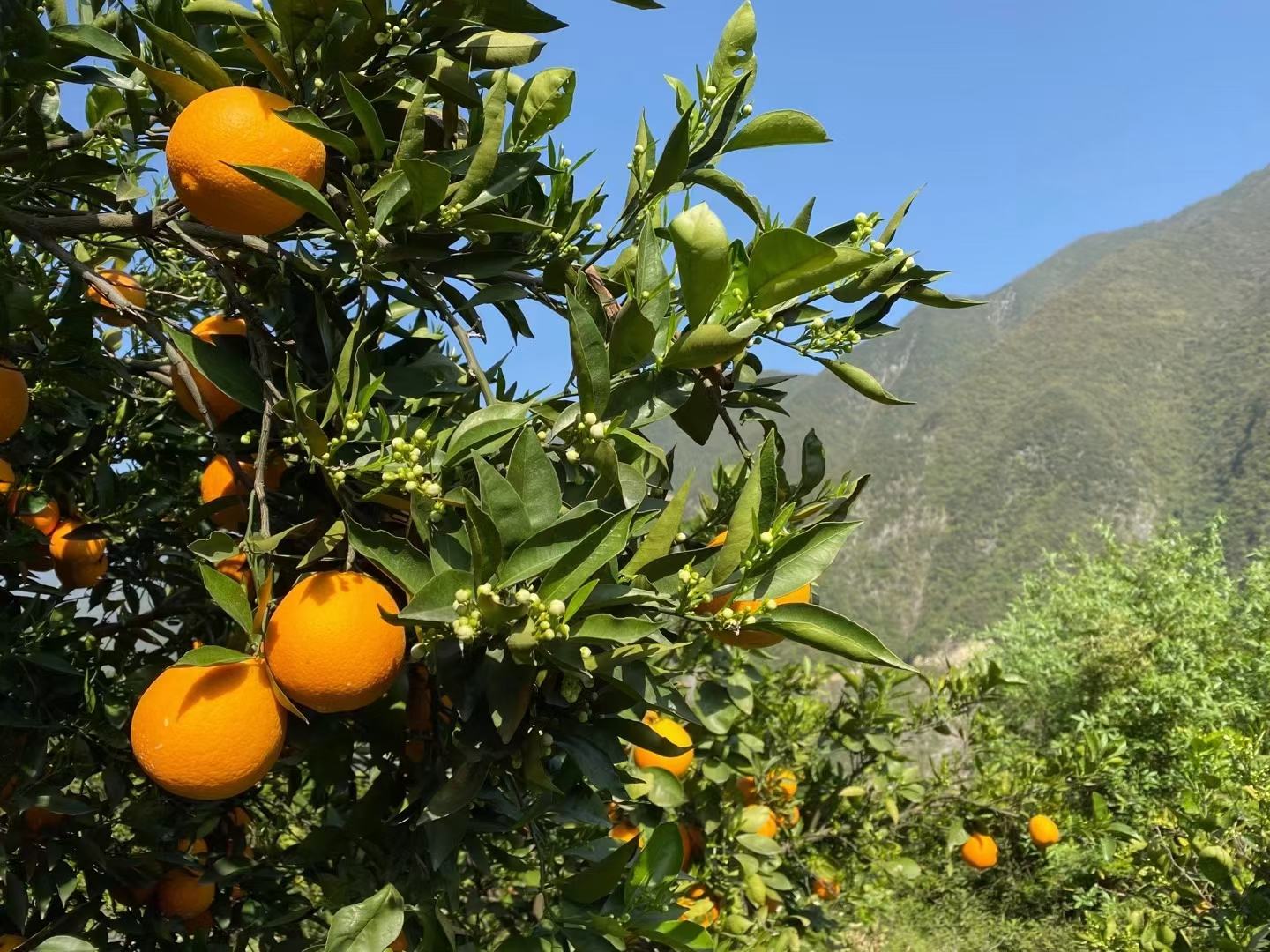 伦晚脐橙果园全景