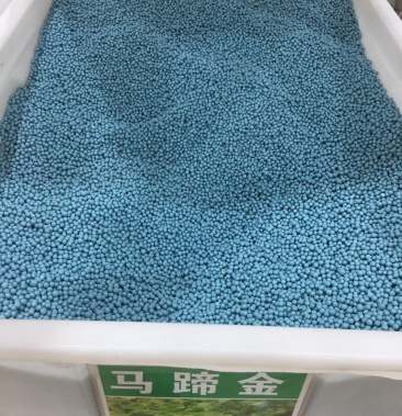 铜钱草种子 马蹄金种子草坪种子四季种植