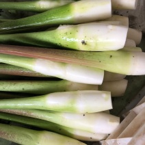 产地直供优质茭白！大量供应各大平台、诚信合作包售后