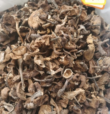 草榛蘑味道鲜美价位低产地直发没有中间商