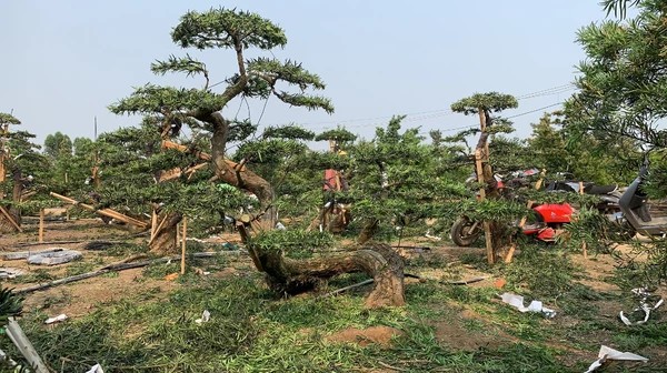 罗汉松主题文旅园区概念图