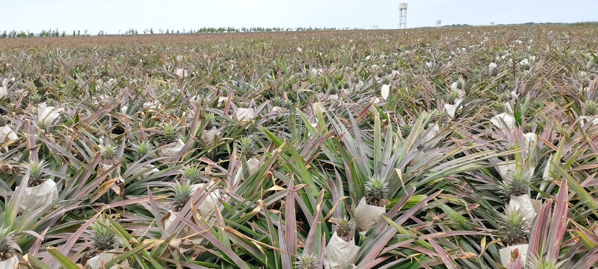 菠萝吸芽生长情况