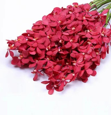 泰国洋兰千代兰红色鲜切花批发商花店酒楼云南昆明斗南直发