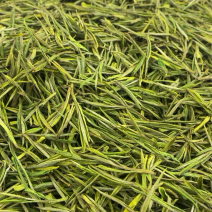 安吉白茶安吉高山白茶