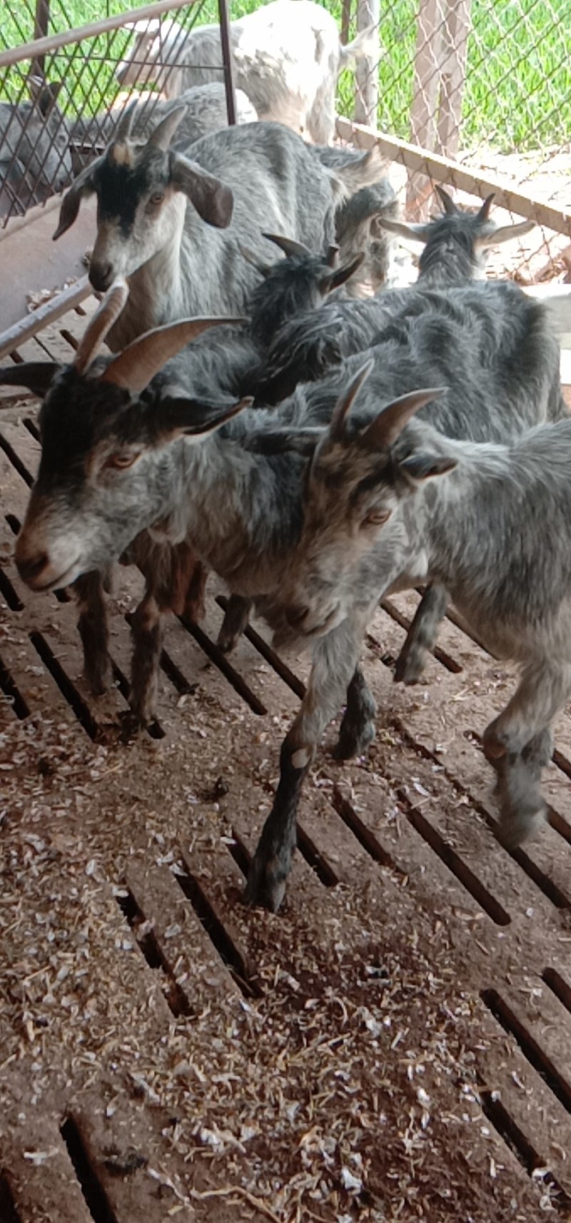 山东菏泽郓城县活羊 1280.00元/个青山羊 品