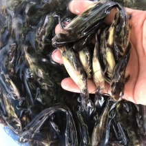 黄颡鱼鱼苗，黄骨鱼苗