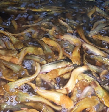 本地塘角鱼塘虱批发规格平均4一5两左右