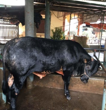 进出口比利时蓝牛牛犊子