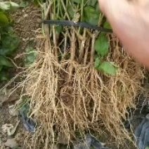 广西横县茉莉花二年苗批发