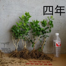 茉莉花苗四年大苗批发