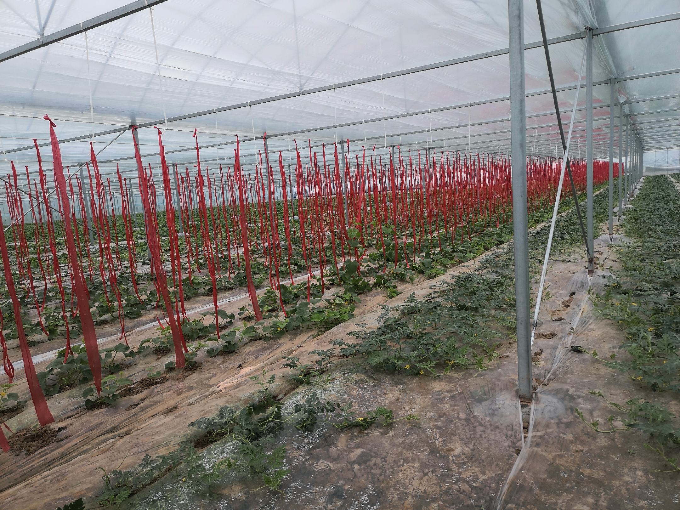 无人机航拍视角下的东方蜜一号香瓜种植大棚群,排列整齐的白色温室延伸至远方,田间有农民正在作业,地面覆盖银黑色地膜,部分瓜藤已挂果 东方蜜一号种植基地航拍图