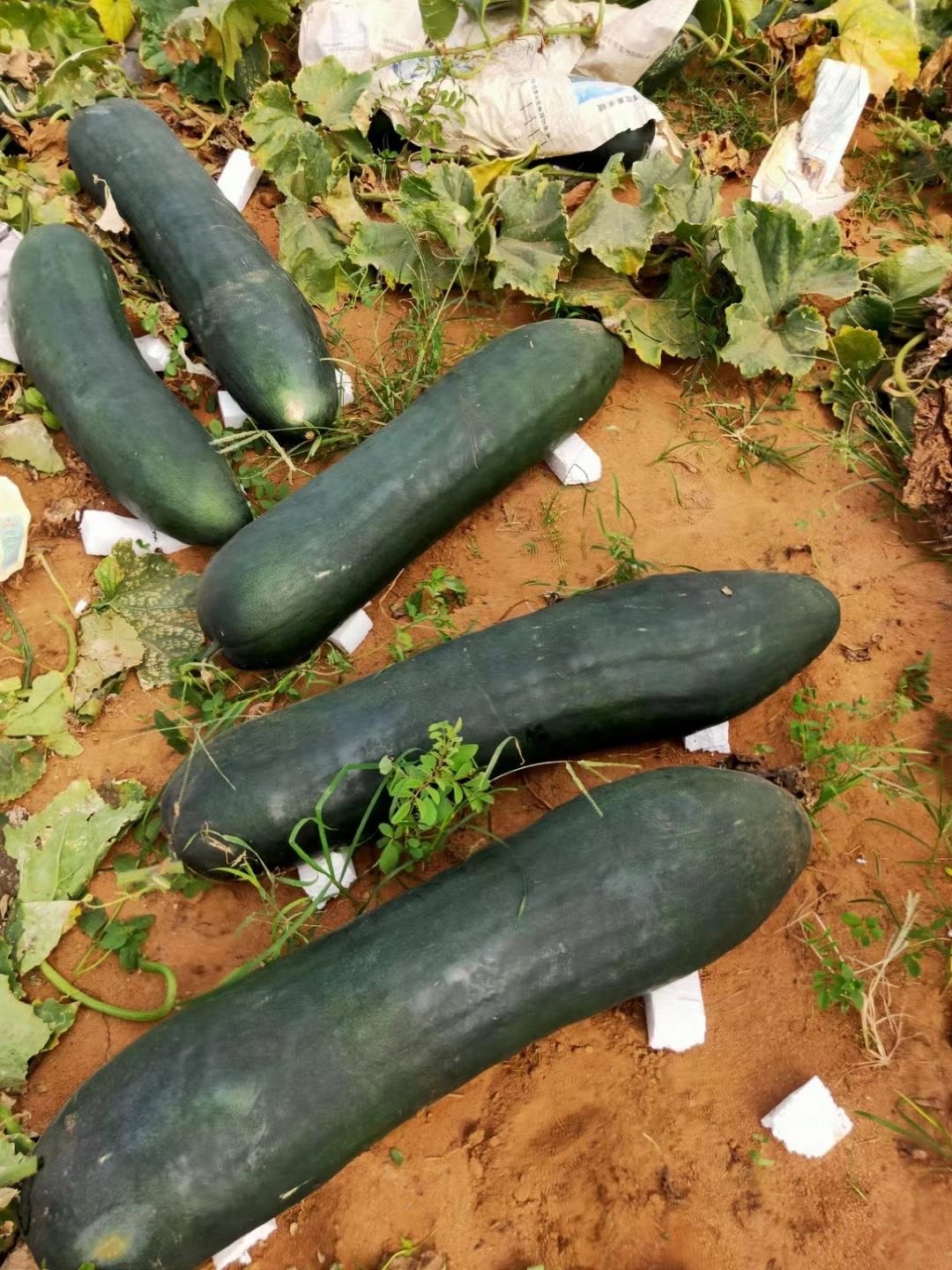 广东黑虎大冬瓜种子种籽苗特大巨型黑皮冬瓜广西农科院