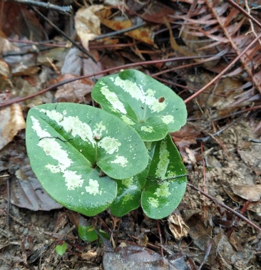 浙江现挖野生马蹄细辛