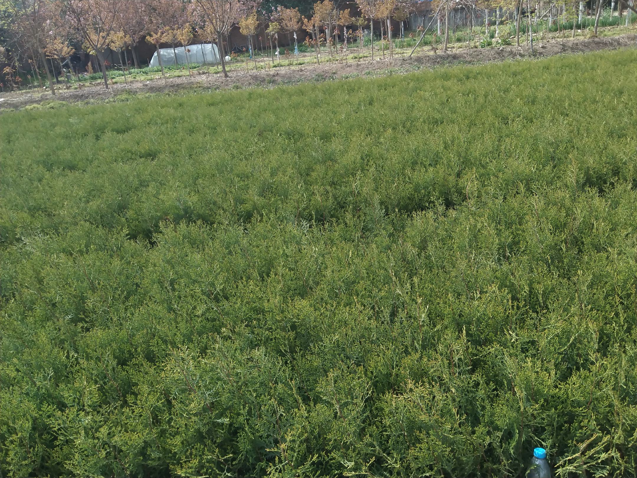 扁柏酚在化妆品中的应用