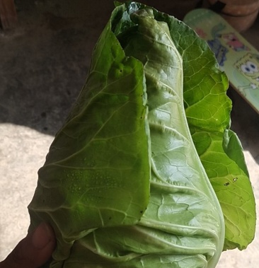 基地直供尖包(牛心包)