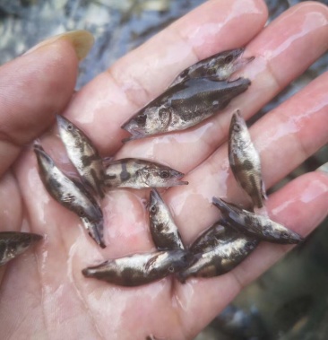 [鳜鱼苗批发]苗场直供各种规格鳜鱼苗,桂花鱼,欢迎选购,质量保证价格