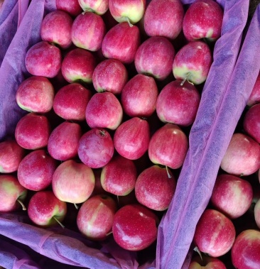 香槟苹果合作社代办专业精品一手货源