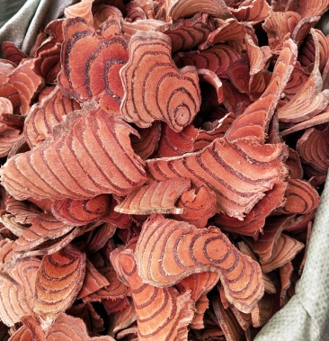 中药根茎类过塞的鸡血藤