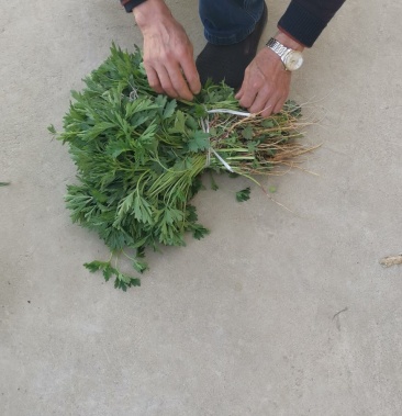 马上上市,新鲜童子益母草