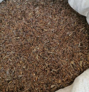 辽南条形北苍术种子纯辽宁抚顺清原