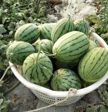 四川成都口口脆早春红玉美都西瓜绯红脆佳秀6号