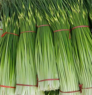 万亩大苗基地白帽蒜苔大量上市中
