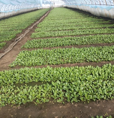 大头油菜油麦菜欢迎咨询