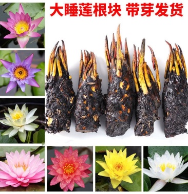 [睡莲批发]精品睡莲苗大睡莲根块池塘盆栽睡莲水生植物基地直销价格3.