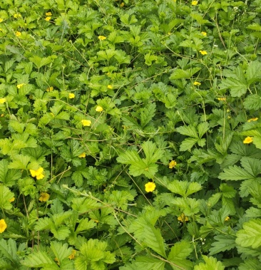 营养杯委陵菜基地带杯三叶委陵菜五叶委陵菜绿化苗木基地