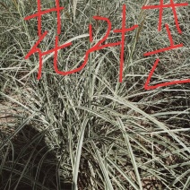 花叶芒，欢赏草花叶芒，绿化用花叶芒，花叶芒基地直销量大从