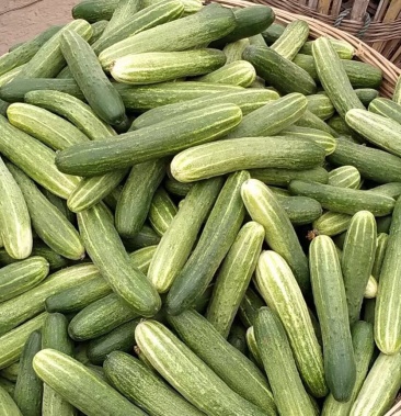 燕白黄瓜大量上市需要的朋友可以联系