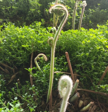 东北返季山野菜新鲜蕨菜