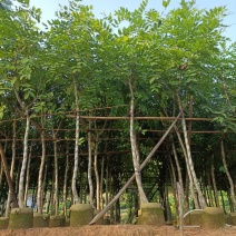 腊肠树、牛角树、波斯皂荚