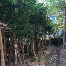 桃花心木树、小叶桃花心木、桃花芯